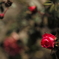 薔薇の滴