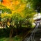 紅葉