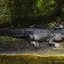 Dirty-gator