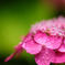 山紫陽花