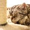 お昼寝ねこ