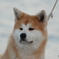 客犬
