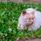 clover