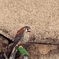 ちっちゃい猛禽　ｱﾒﾘｶﾁｮｳｹﾞﾝﾎﾟｳ