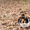 公園の猫