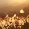 夕陽を追いかけて