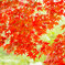 翠の紅葉
