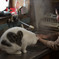 猫と暮らす