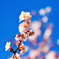 薄ピンク梅と空