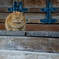 お寺の猫