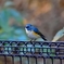 幸せの青い鳥