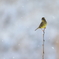 雪でした
