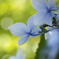 晴れた日の紫陽花