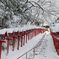 貴船神社の雪化粧