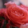 やっぱり薔薇が好き♪