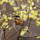 野鳥を探して　ヤマガラ　Ⅱ