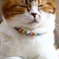 猫方形