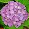 hydrangea12