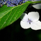 hydrangea