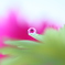 お花の赤ちゃん