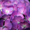 hydrangea1