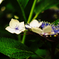 hydrangea3