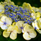 hydrangea5