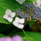 hydrangea7