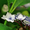 hydrangea9
