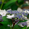 hydrangea10