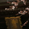 竹駒神社の四季桜2017