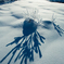 雪原の珊瑚