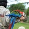 コンゴウインコ