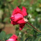 薔薇