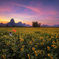 Happyness on Sunflower