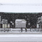 吹雪く東寺南門