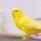 ぴいちゃん