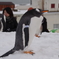 ペンギンの雪中さんぽ 