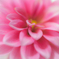 Sigh in pink
