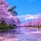 桜reflecton