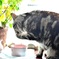 お上品にゃんこ♪