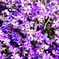 芝桜