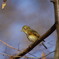 野鳥を探して　ルリビタキ　♀　Ⅲ