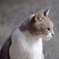 ねこ
