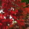 momiji
