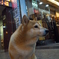 看板犬