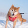 雪うまっ！