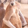 カンガルー(親)