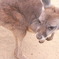 カンガルー(子)