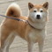柴犬